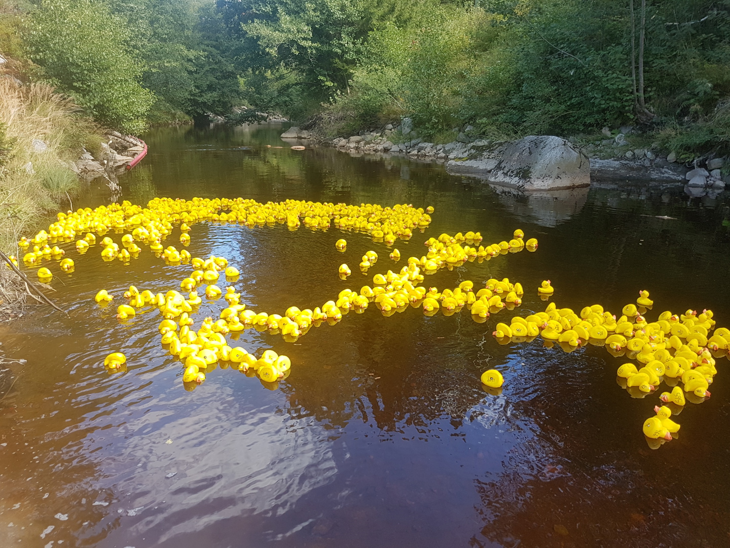 Spennende andeløp i Froland